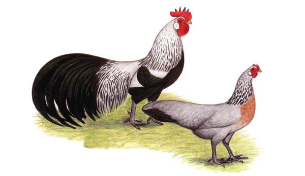 Can You Identify This Mystery Chicken Breed?