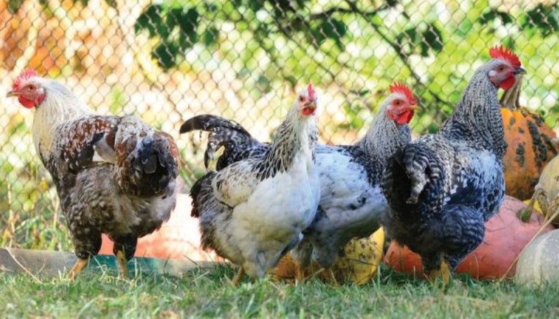 Raise Mealworms and Delight Your Chickens