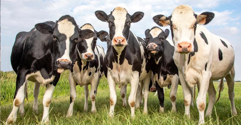 How many cows can I keep per acre?